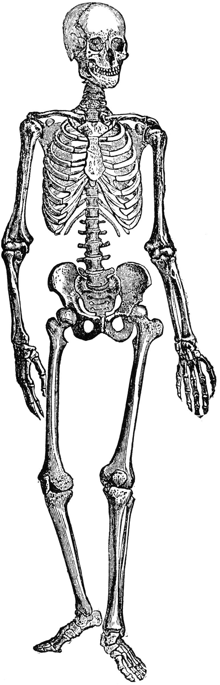 Human Skeleton   Clipart Etc