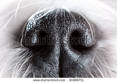 Shih Tzu Dog Nose Close Up  Stock Photo 91999751   Shutterstock