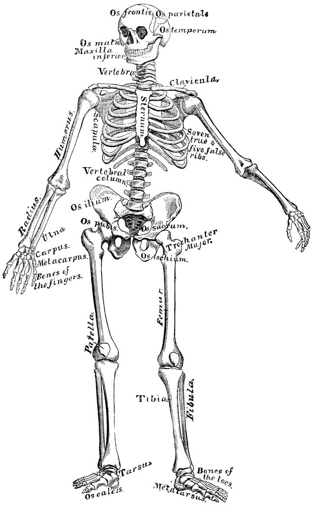 Skeleton   Clipart Etc