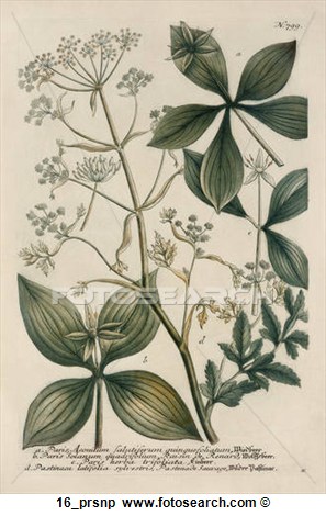 Stock Illustration Of Antique Botanical Illustration Of Parsnip  Color