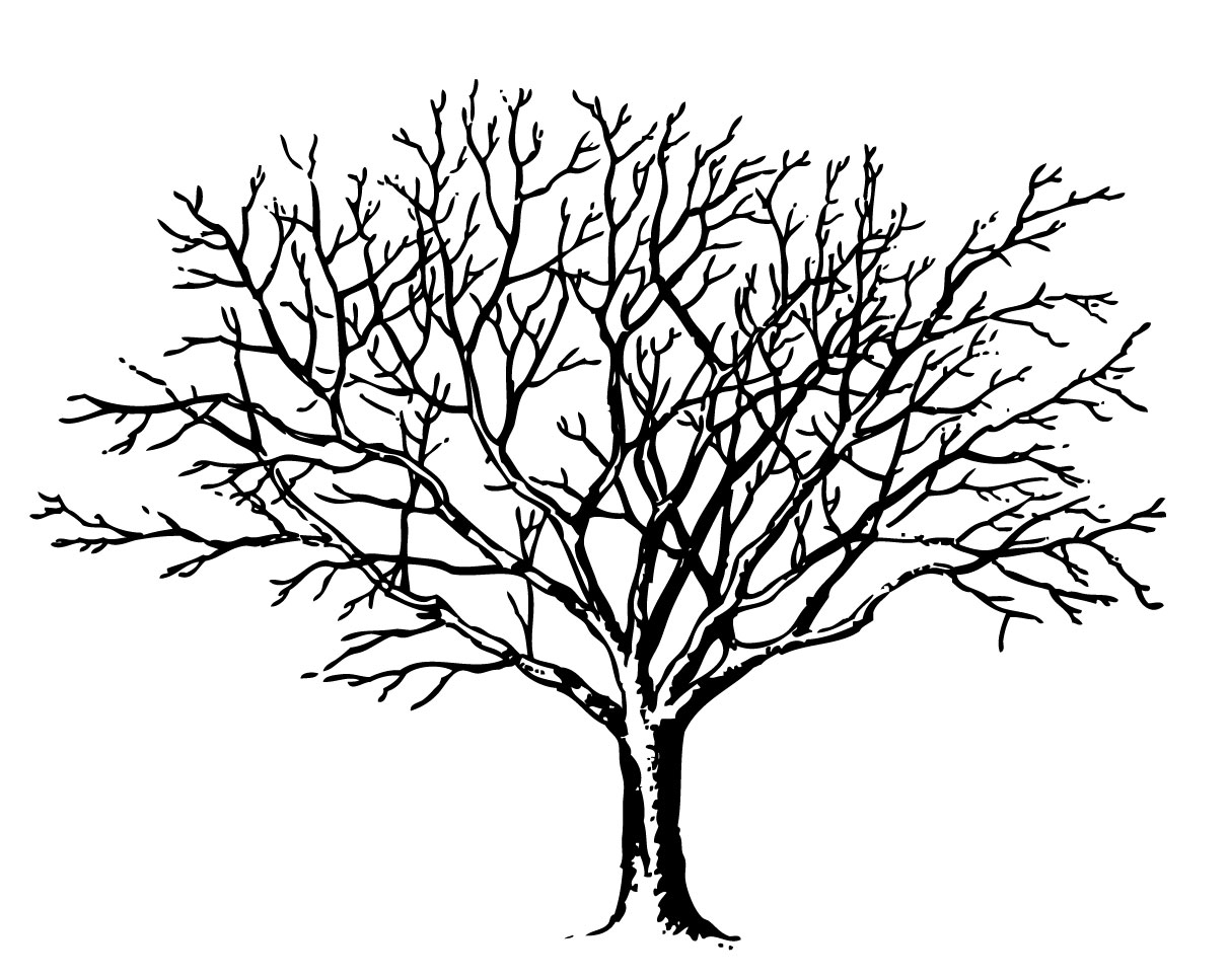 Bare Tree Clipart Black And White   Clipart Panda   Free Clipart