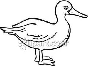Basic Black And White Duck   Royalty Free Clipart Picture