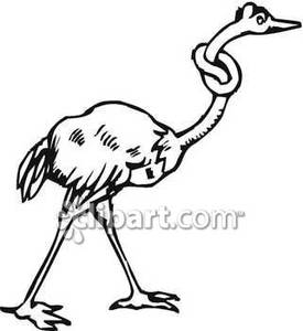 Black And White Ostrich With Its Neck In A Knot Royalty Free Clipart