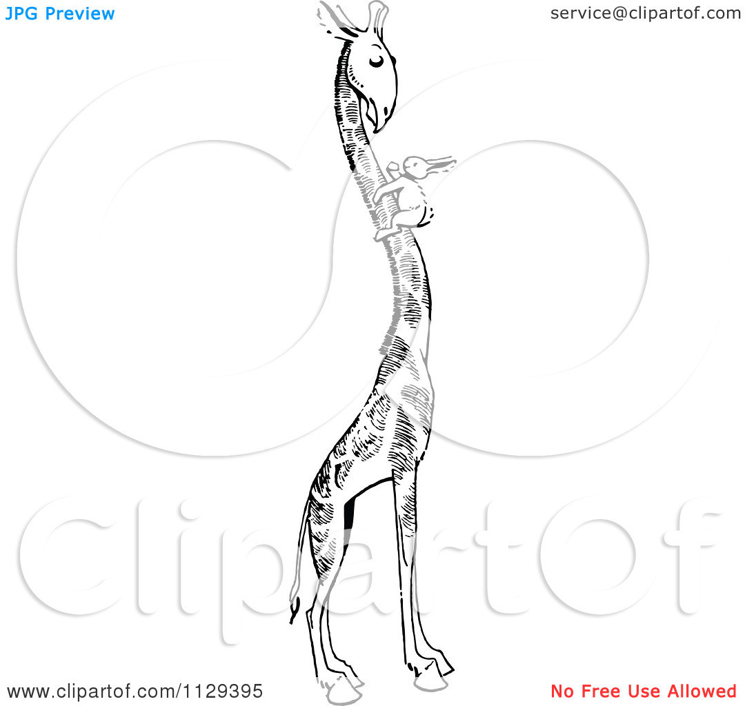 Clipart Of A Retro Vintage Black And White Rabbit On A Giraffes Neck    