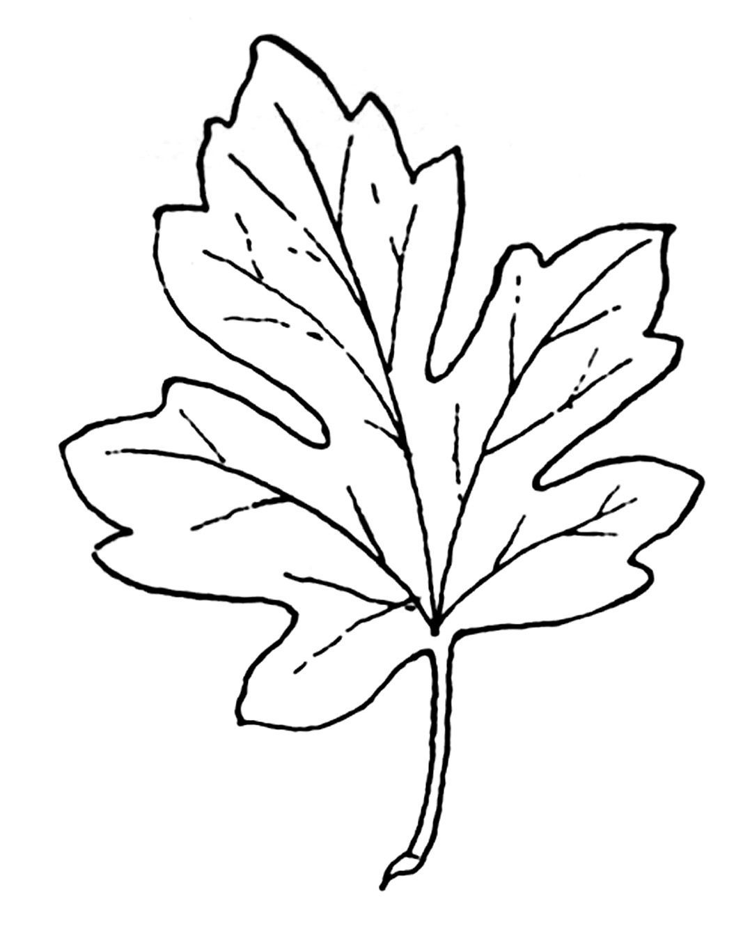Fall Leaf Clip Art Black And White Your Getting Your First Image