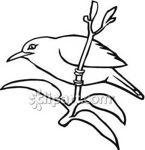 Recess Clipart Black And White Black And White Mynah Bird Royalty Free    