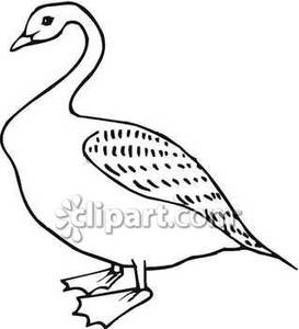 Black And White Goose   Royalty Free Clipart Picture