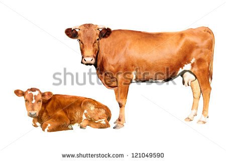 Brown Cow And Calf Isolated On White Background   Stock Photo