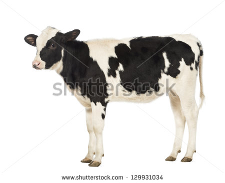 Calf 8 Months Old In Front Of White Background   Stock Photo