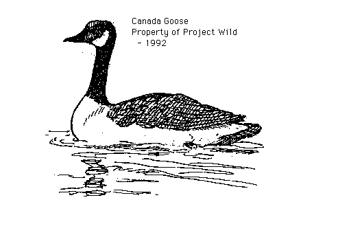 Canadian Goose Clipart Black And White Canada Goose