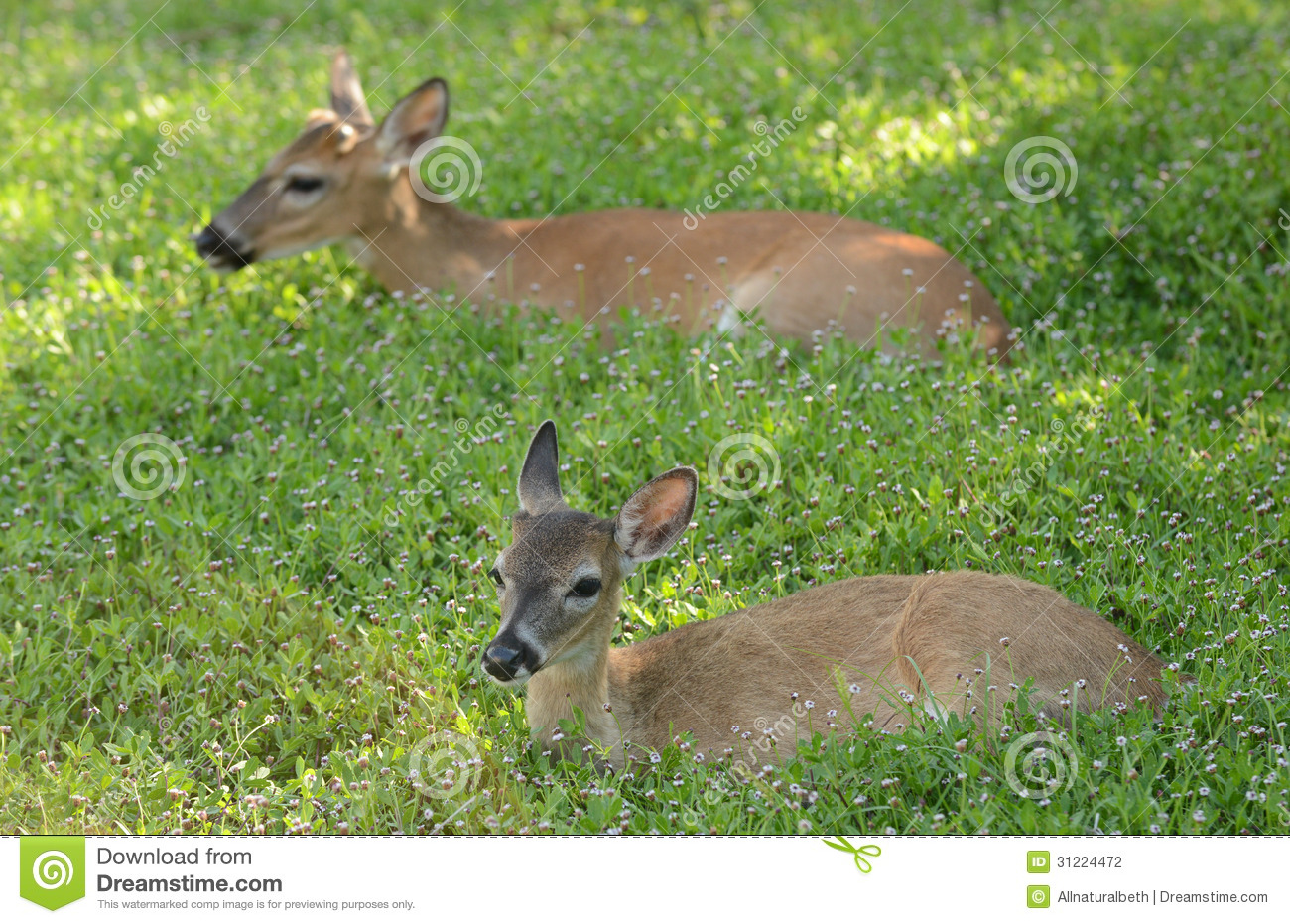 Deer Resting In A Meadow Stock Photography   Image  31224472