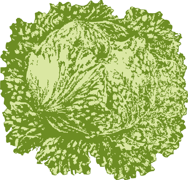 Lettuce Clip Art At Clker Com   Vector Clip Art Online Royalty Free    