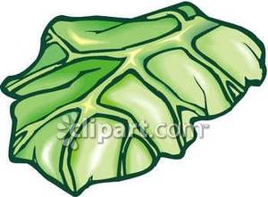 Lettuce Clipart Leaf Lettuce Royalty Free Clipart Picture 090406