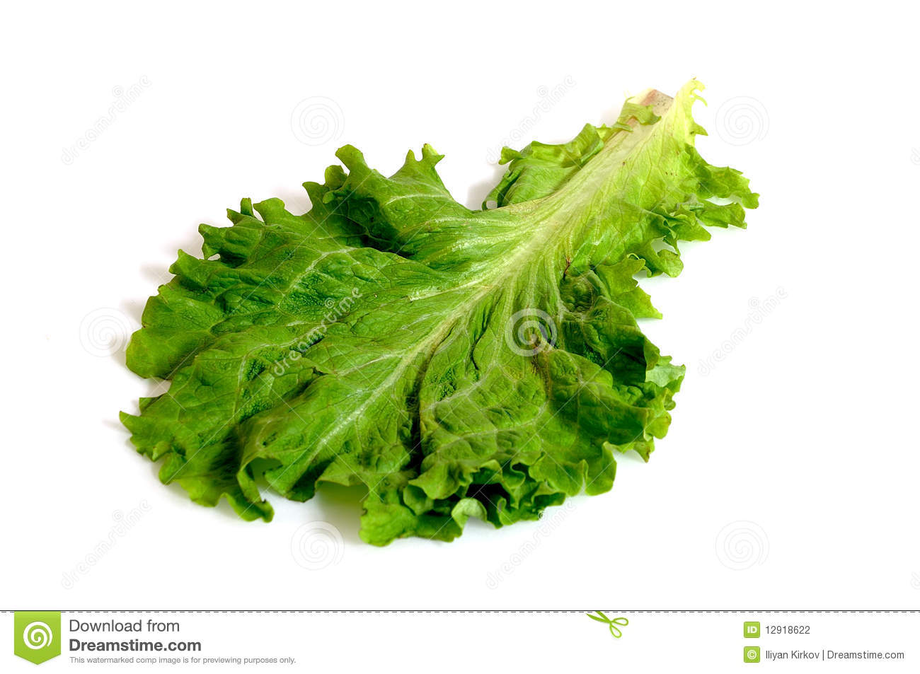 Lettuce Leaf Stock Photography   Image  12918622