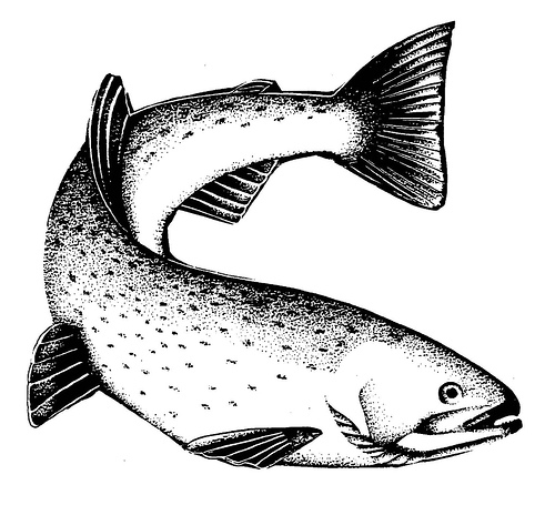 Rainbow Trout Drawing Black And White Rainbow Trout Drawing Courtesy