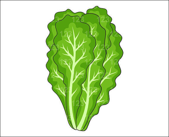    Similar To Vegetable Lettuce Single Digital Clip Art   1 Png On Etsy