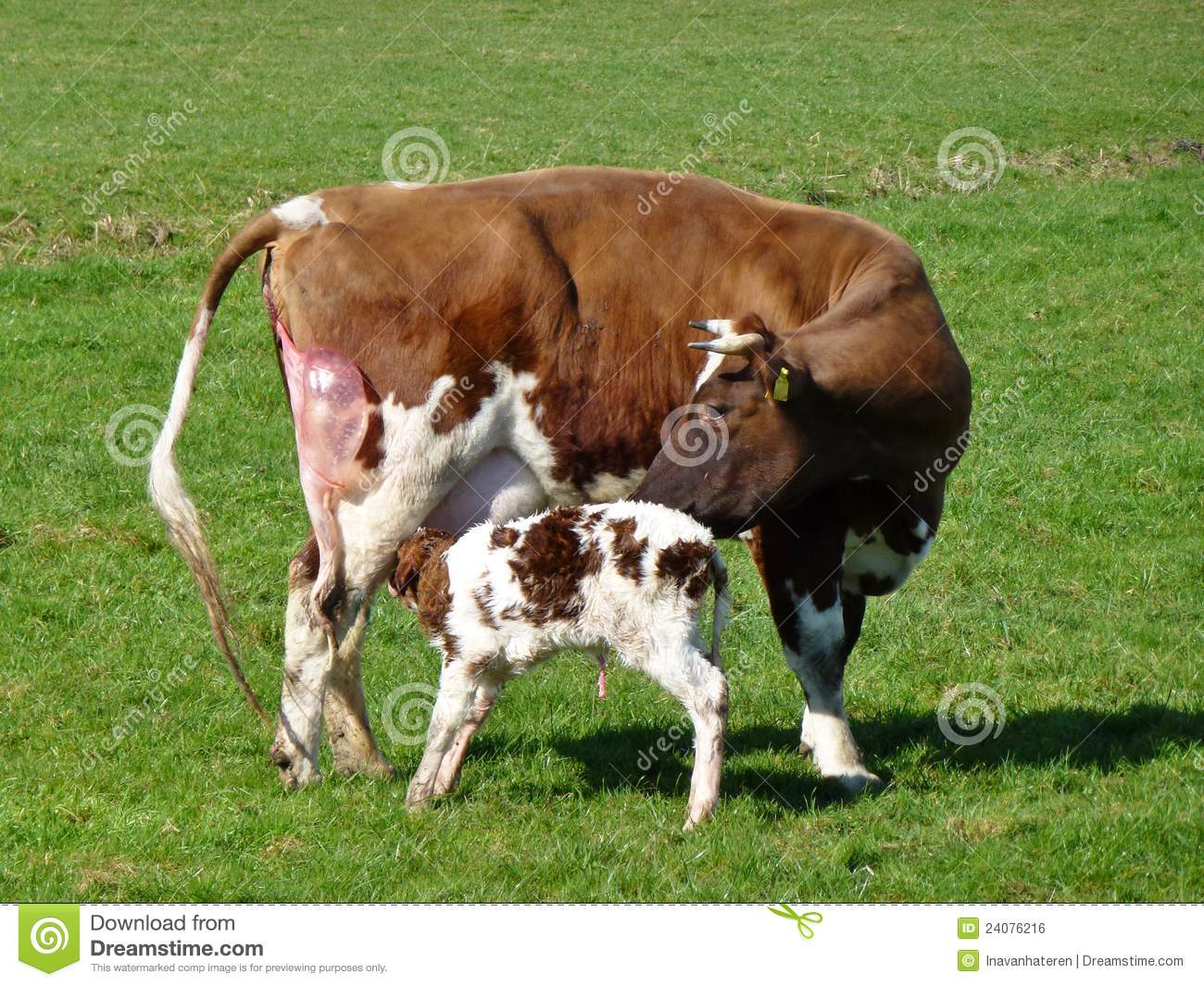 Take Care Of Her Baby Calf Royalty Free Stock Image   Image  24076216