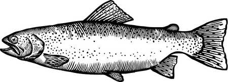Trout Black And White Clipart