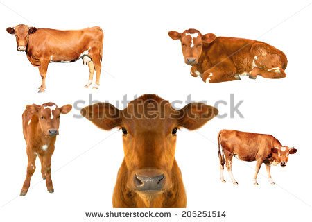 Young Calf Against White Background   Stock Photo