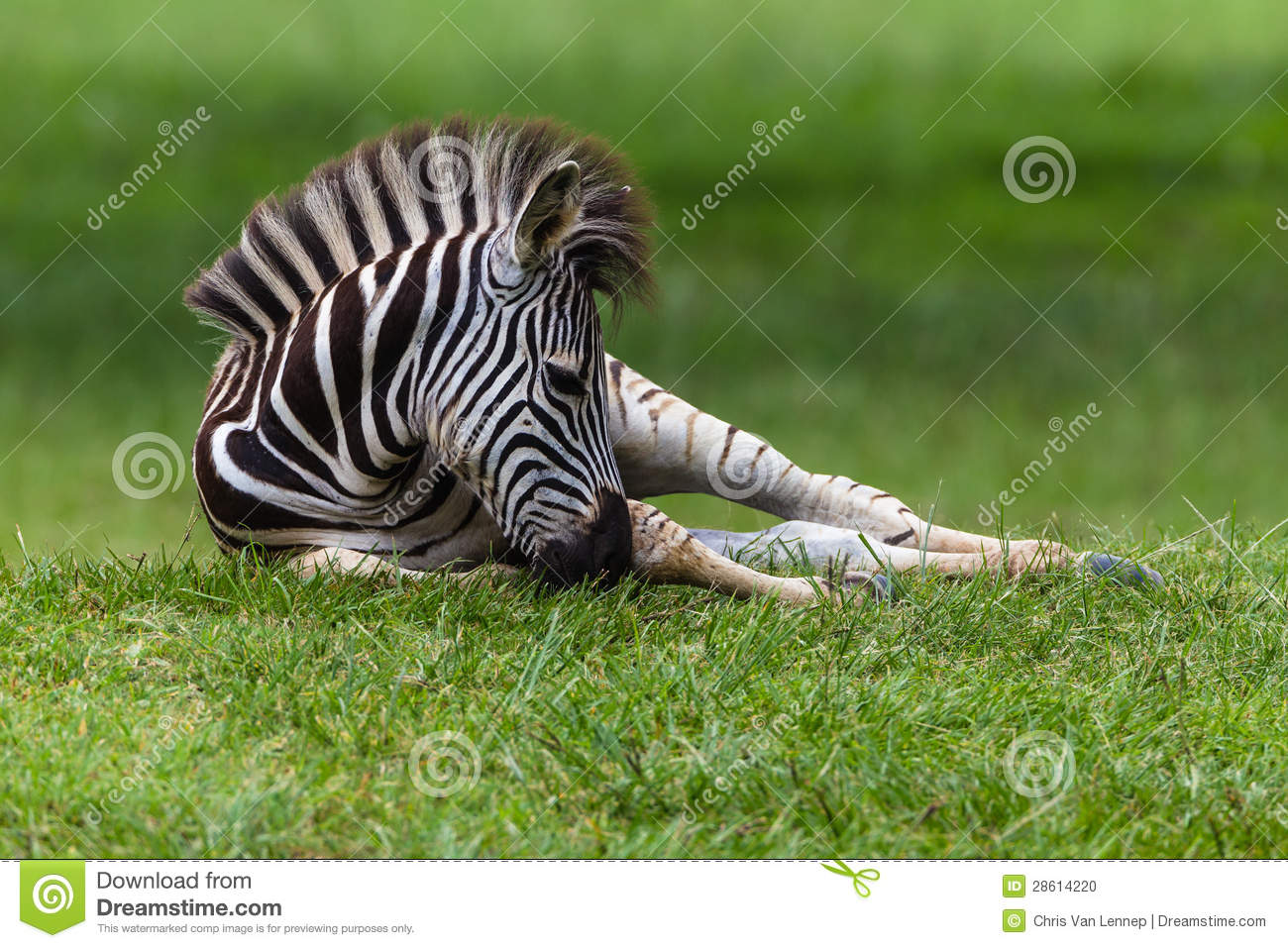 Zebra Young Colt Calf Laying Down Resting On Summer Grass In A Wetland