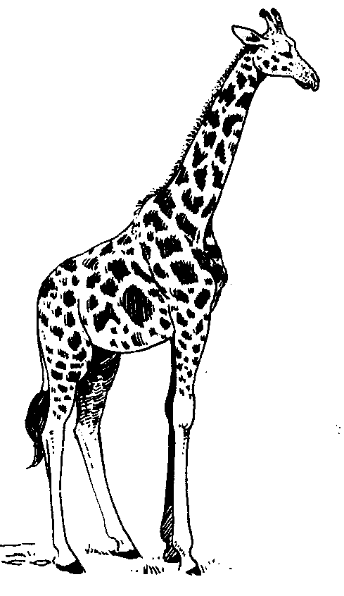 Black And White Giraffe Pictures Clip Art   Quoteko    Clipart Best