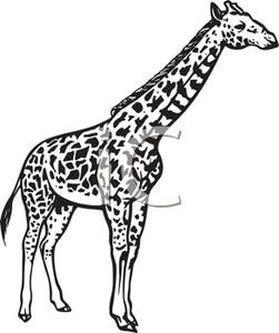 Black And White Giraffe   Royalty Free Clipart Picture