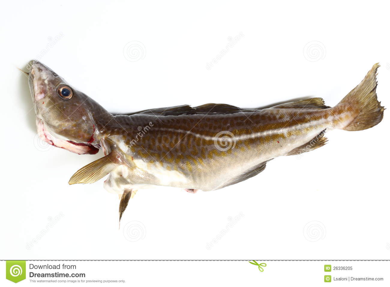 Cod Fish Royalty Free Stock Photo   Image  26336205