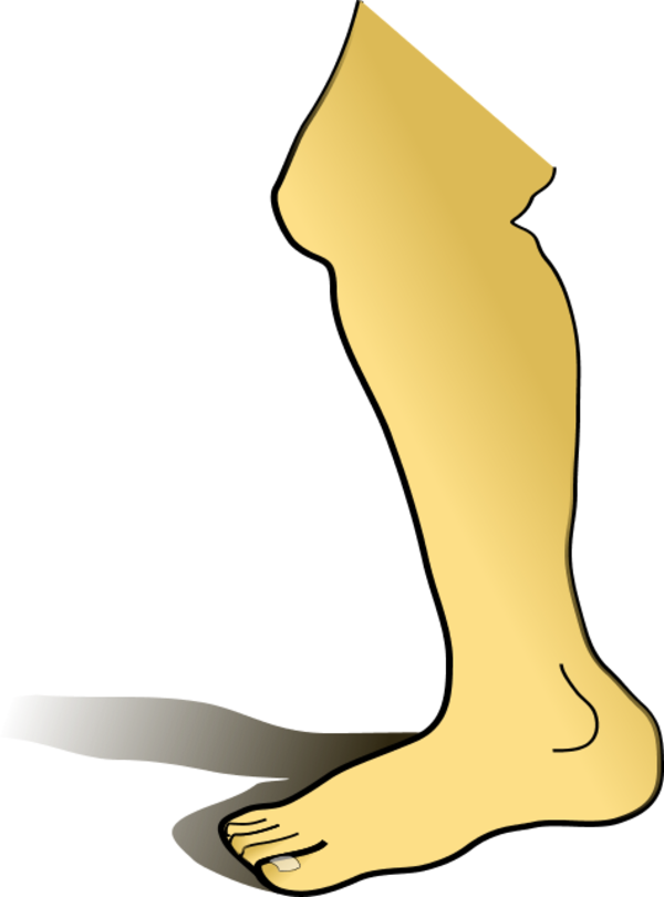 Human Leg   Vector Clip Art