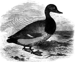 The American Scaup Duck Is Common In North America Accidental In