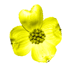 American Dogwood Clipart Picture   Gif   Png Image