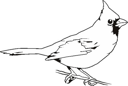 Cardinal Bird Outline Drawing Clipart   Free Clip Art Images