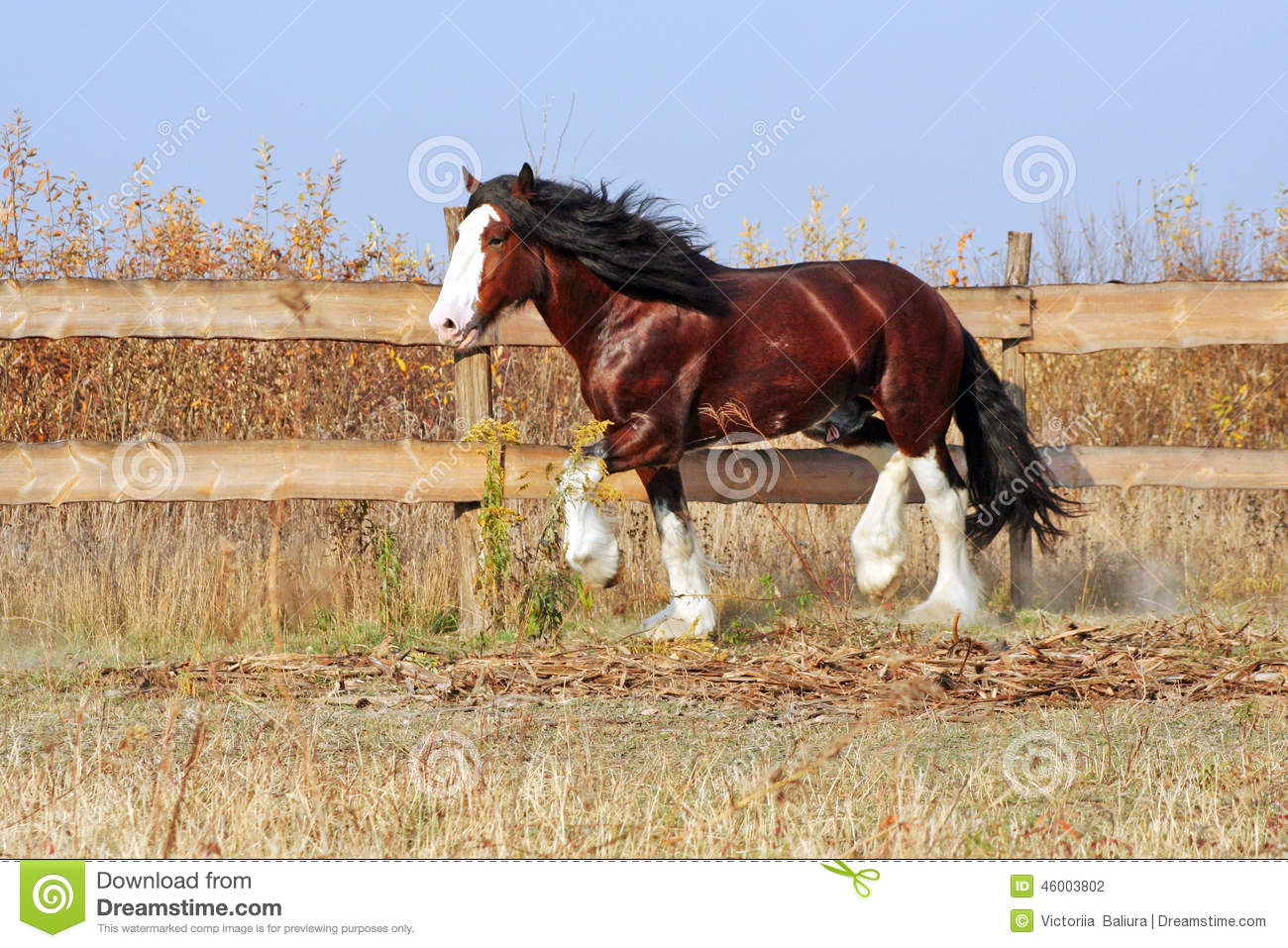 Clydesdale Horse Heavy Draft Horse Breedbay Stallion Walks In The
