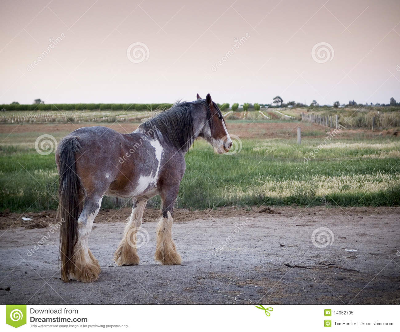 Clydesdale Horse Royalty Free Stock Photo   Image  14052705