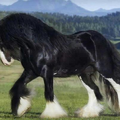 Clydesdale Horses Of Beauty