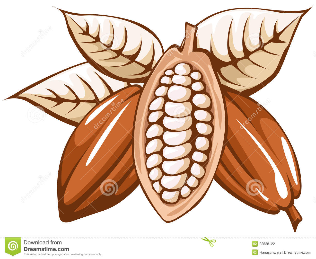 Cocoa Bean Illustration Isolated On White Background
