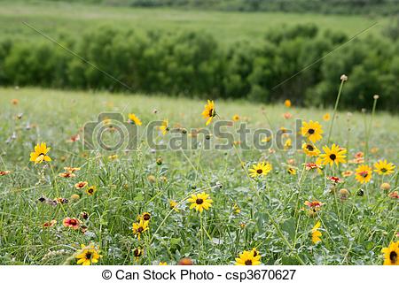 Stock Photo   American Daisy Yellow Flowers Green Meadow Bacground    