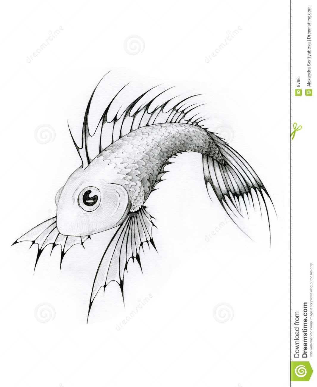 Black And White Tropical Fish Royalty Free Stock Image   Image  9766