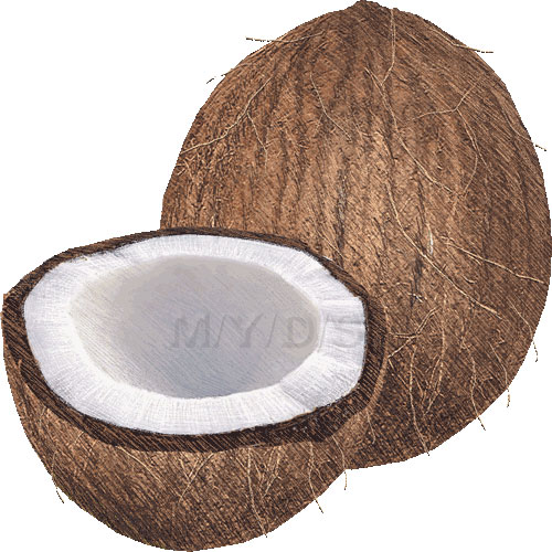 Coconut Clipart   Free Clip Art