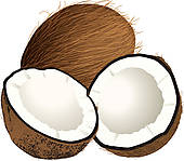 Coconut   Clipart Graphic