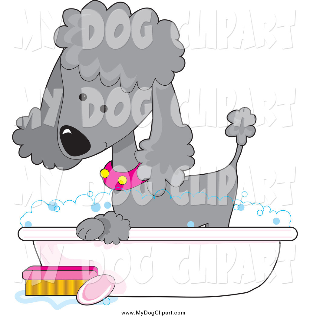 Cute Gray Poodle In A Pink Collar Taking A Sudsy Bubble Bath In A Tub