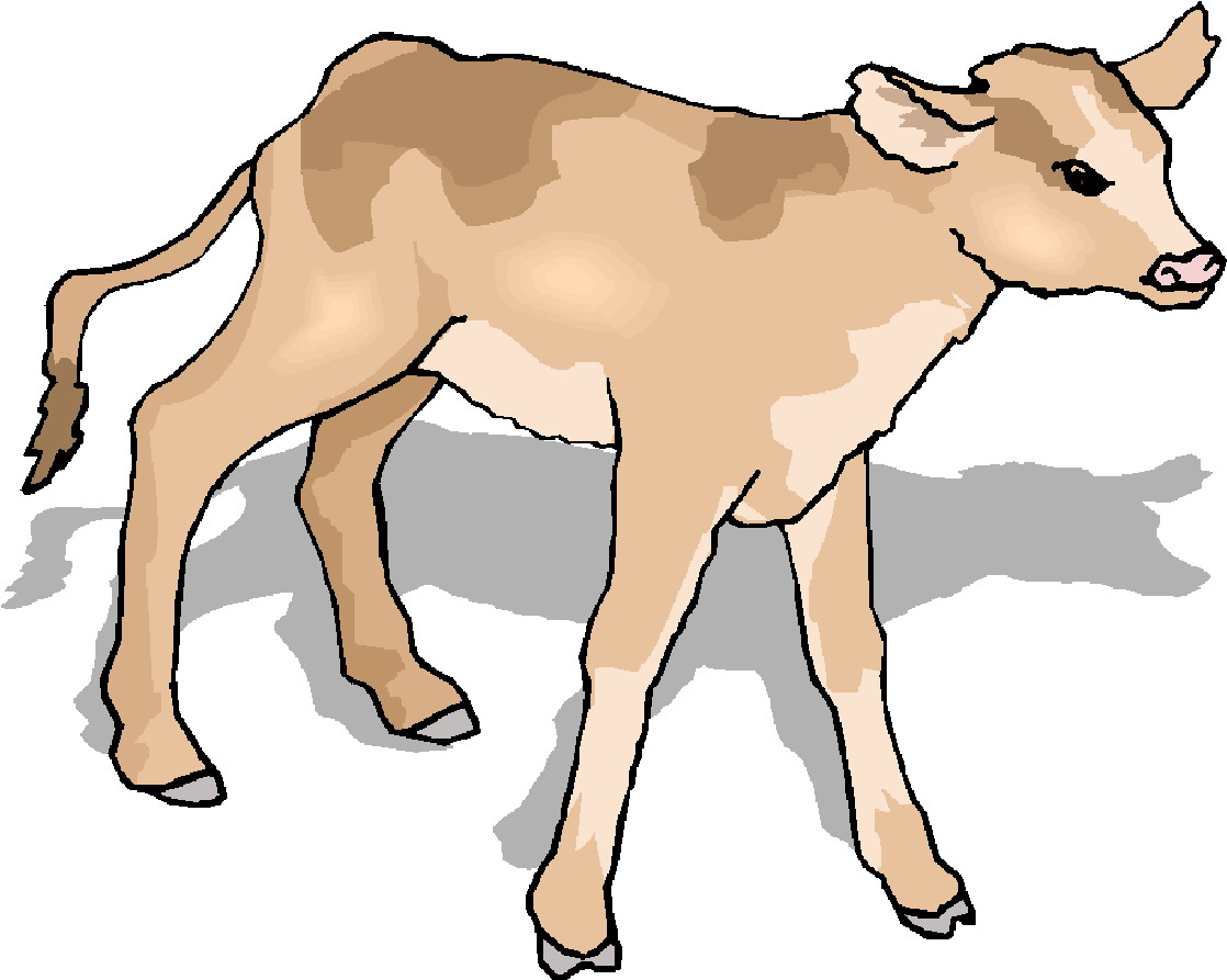 Displaying 20  Images For   Baby Cow Clipart   