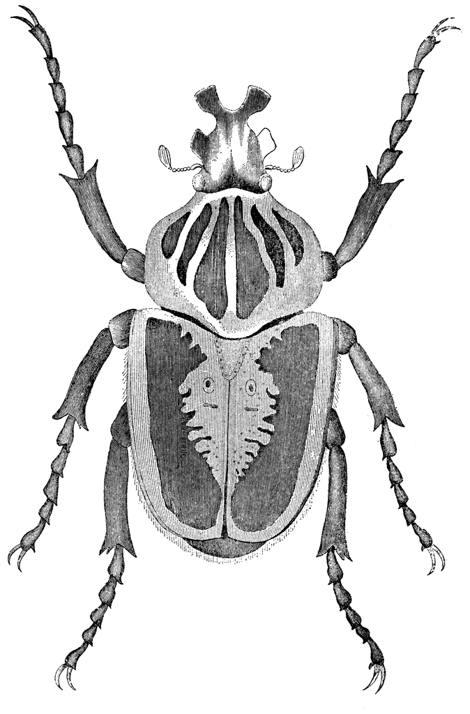 Goliath Beetle   Clipart Etc