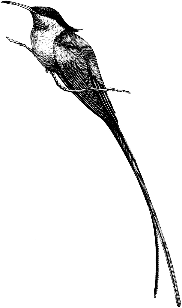 Hummingbird Clip Art Black And White
