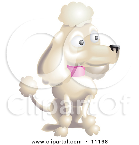 Pampered White Female Poodle With A Pink Collar Sporting The Pompoms