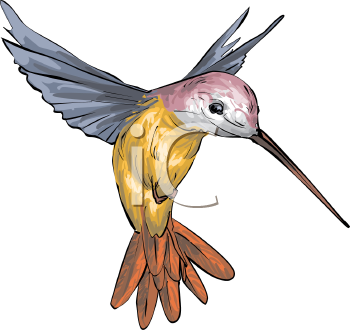 Royalty Free Hummingbird Clip Art Bird Clipart