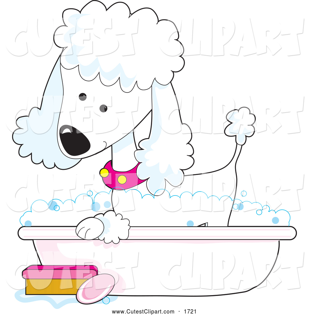 Stylish Cute White Poodle In A Pink Collar Taking A Sudsy Bubble Bath