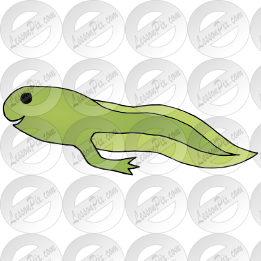 Tadpole Picture For Classroom   Therapy Use   Great Tadpole Clipart