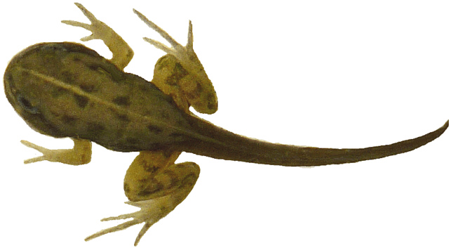 Tadpole With 4 Legs Clipart 12cm Long   Flickr   Photo Sharing