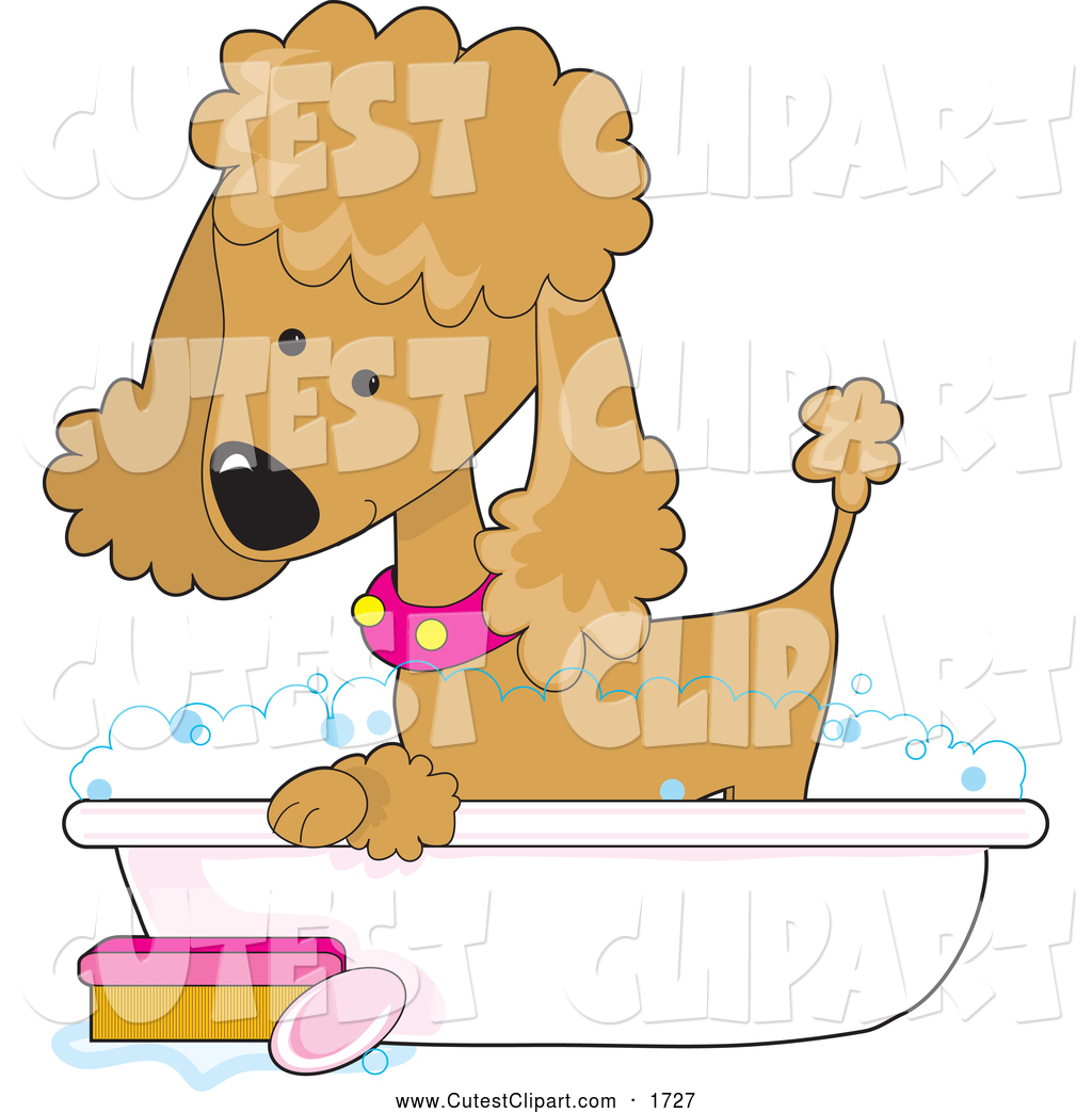 Vector Clip Art Of A Friendly Cute Apricot Poodle In A Pink Collar