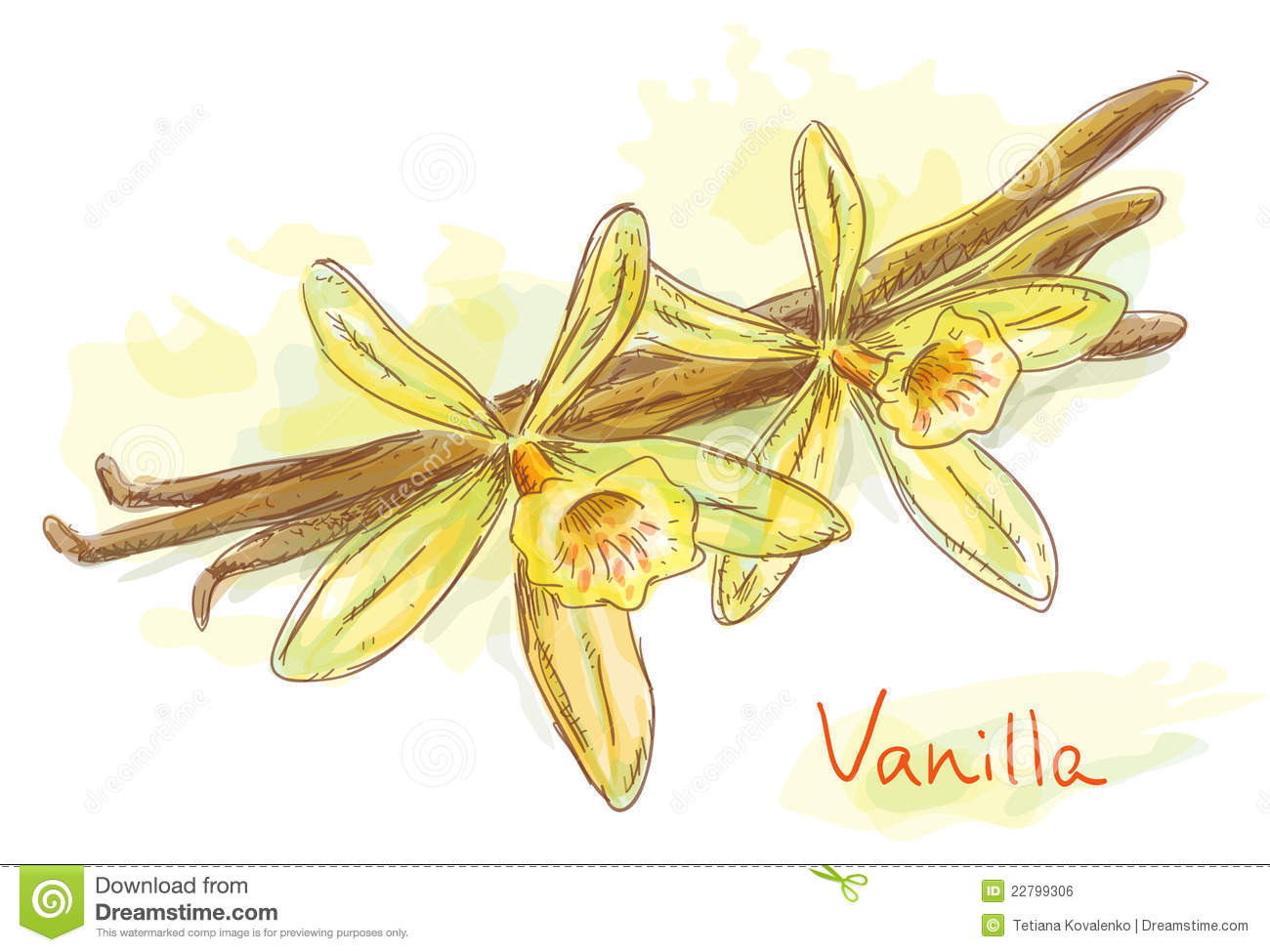 Flower Vanilla With Dried Pods  Royalty Free Stock Image   Image    